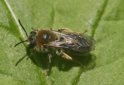 Andrena haemorrhoa.jpg