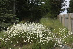 _MG_9663.JPG (397.04 KiB) 12402 mal betrachtet Bestand am Eingang bevor nach der großen Versamung gemäht wurde. Von der Wiese habe ich gerade kein diesjähriges Foto.