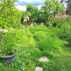 Ansicht vom Gartenhäuschen zu Benjeshecke, Totholzstamm mit seitlich eingebohrten Löchern