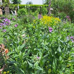 Blick von außen quer durch den Garten. KirschlorbeerHecke am Ende ist vom Vermieter .<br />Sie blüht nicht. Innen sind mehrere Kästen und Geschenkekörbchen in denen Amsel und Rotkehlchen brüten