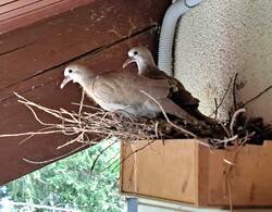 Direkt neben der Haustür.  Vor 1 Jahr versuchten sie auf dem rolladenkasten ein Nest zu bauen, leider fielen alle Zweige sofort herunter. Ich klebte ein holzkistchen hin und dies ist nun die fünfte Brut in zwei Jahren (dieses Jahr die erste)