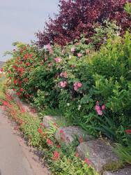 Wildrosenhecke an Trockenmauer - Pufferzone zur Straße