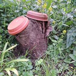 Überall altes Holz  mit von den Tieren selbstgebohrten Löchern