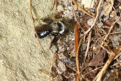 Wildbiene (Andrena cineraria, Weibchen) im Sandarium.