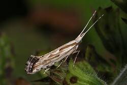 Der Kleinschmetterling Plutella porrectella - einer der Bewohner unseres Gartens.