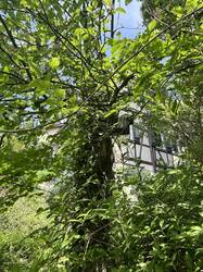 Der alte Apfelbaum, von unsrem Großvater gepflanzt. Trotz teils morschen oder abgebrochenen Bereichen trägt er immer noch. Trotzdem wird er bald Unterstützung durch ein neues Bäumchen erhalten.