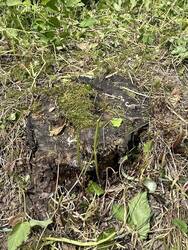 Sozusagen auch ein mini-Käferkeller: Der im Boden belassene Stumpf eines alten Zwetschgenbaums.
