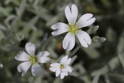 Filziges Hornkraut - auch Wildbienen-Nahrung.