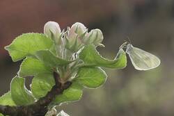 Senfweissling an Apfelbaum.