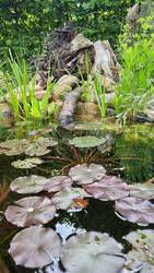 Seerose und Froschlöffel