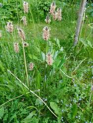 Wiese