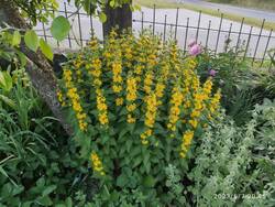 IMG_20230607_204547.jpg