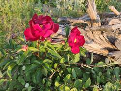 IMG_20230607_201001.jpg