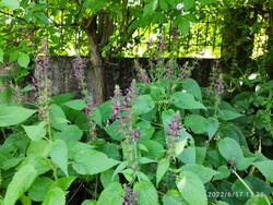 IMG_20220617_133759.jpg
