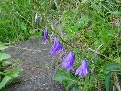 glockenblume.jpg
