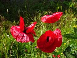 mohn1.jpg