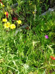 wilde blumenwiese.jpg