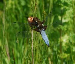 Libellula depressa (1).jpg