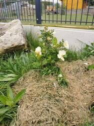 IMG_20240422_120121.jpg