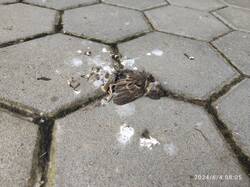 IMG_20240604_080559.jpg