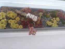 Steinbeetchen auf dem Fensterbrett