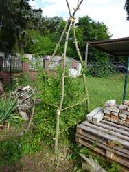 ramblerrosentipi_1.jpg