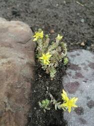 IMG_20230608_164453.jpg (384.66 KiB) 17878 mal betrachtet Mauerpfeffer