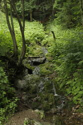 _MG_1863.JPG (398.67 KiB) 8904 mal betrachtet Ein kleiner Bachlauf im Riesengebirge bei Rochlitz an der Iser.