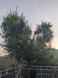 PXL_20240730_183043670.jpg