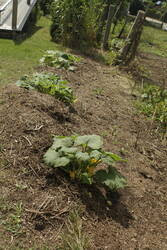 _MG_2289.JPG (396.23 KiB) 7198 mal betrachtet Meine bisher schönsten Kürbipsflanzen - noch ein bisschen klein, weil immer gemäht. Hier will ich bis zum unteren Ende des Pools eine Reihe Säuleneiben setzen: Windschutz das ganze Jahr über. Es sieht so tot aus, weil dort die Totholzhecke war.