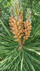 IMG_20230609_151854.jpg (342.34 KiB) 17645 mal betrachtet Männliche Blütenzapfen