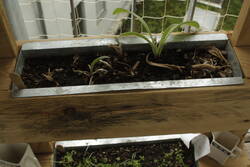 _MG_2330.JPG (286.96 KiB) 7197 mal betrachtet Nur die ganz Harten kommen in den Garten: zwei von acht Purpur-Bergflockenblumen.