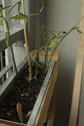 _MG_2332.JPG (269.08 KiB) 7307 mal betrachtet Der Ingwer scheint sich pudelwohl zu fühlen. Er will blühen.