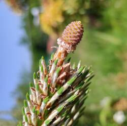 IMG_20230609_152624.jpg (270.09 KiB) 17645 mal betrachtet Weiblicher Blütenzapfen