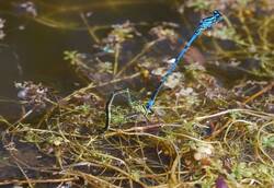 Coenagrion puella (2).jpg