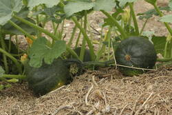 _MG_2364.JPG (398.37 KiB) 13632 mal betrachtet 2