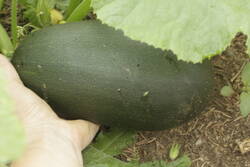 _MG_2365.JPG (261.95 KiB) 14019 mal betrachtet 1