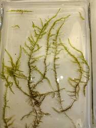 Leptodictyum riparium (3).jpg
