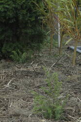 _MG_2776.JPG (397.93 KiB) 6982 mal betrachtet Ich versuchte, von den Thujen unauffällig etwas für mehr Sonnenschein zu entfernen. Übergangszeiten müssen ja nicht hässlich aussehen.