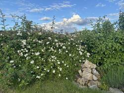 Kriechrose (rosa arvensis) versteckt die Benjeshecke