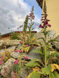 Fingerhüte auf der Nordseite / mit Natursteinmauer als Hangsicherung