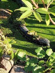 Teich mit Flachwasserzone hinter den Fröschen ist der tiefere Wasserbereich .