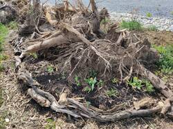 IMG_20200501_101311.jpg