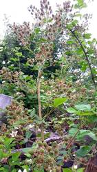 Wild wuchernde Brombeeren