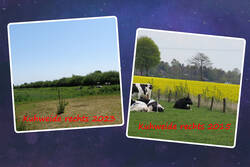 Kuhweide rechts.jpg