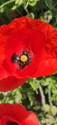 Mohn