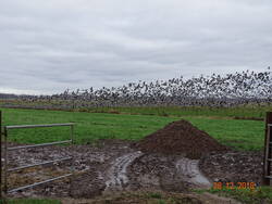 Gänse DSC01988.JPG