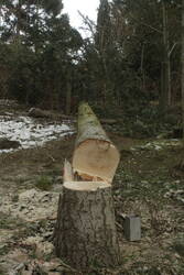 _MG_2897.JPG (396.13 KiB) 6180 mal betrachtet Überhänger hangauffwärts zwischen Zaunpfahl und Jungbaum versenkt.