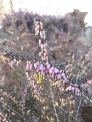 Die struppigen, alten Erika carnea-Sträuchlein zog ich vor ein paar Jahren aus dem Friehhofscontainer. Gekaufte wuchsen nie an.