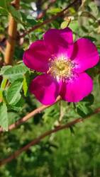 Rosa pendulina